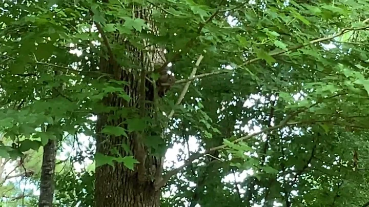 Squirrels