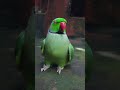 papa ko kaise bulayenge 💚🦜 #parrot #talkingparot #funny #nonstoptalkingparrot #birds #shortvideo