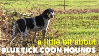 About Blue Tick Coon Hound Dogs