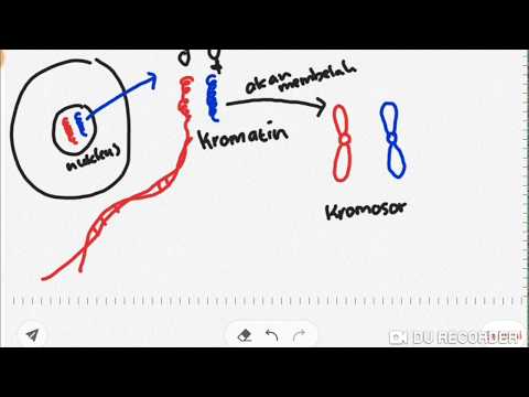 Video: Apakah maksud kromatid?