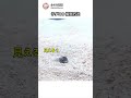 子ダコの 擬態方法