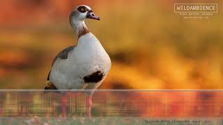 Egyptian Goose Call &amp; Sounds