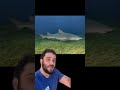 BIG MEGALODON UPDATE