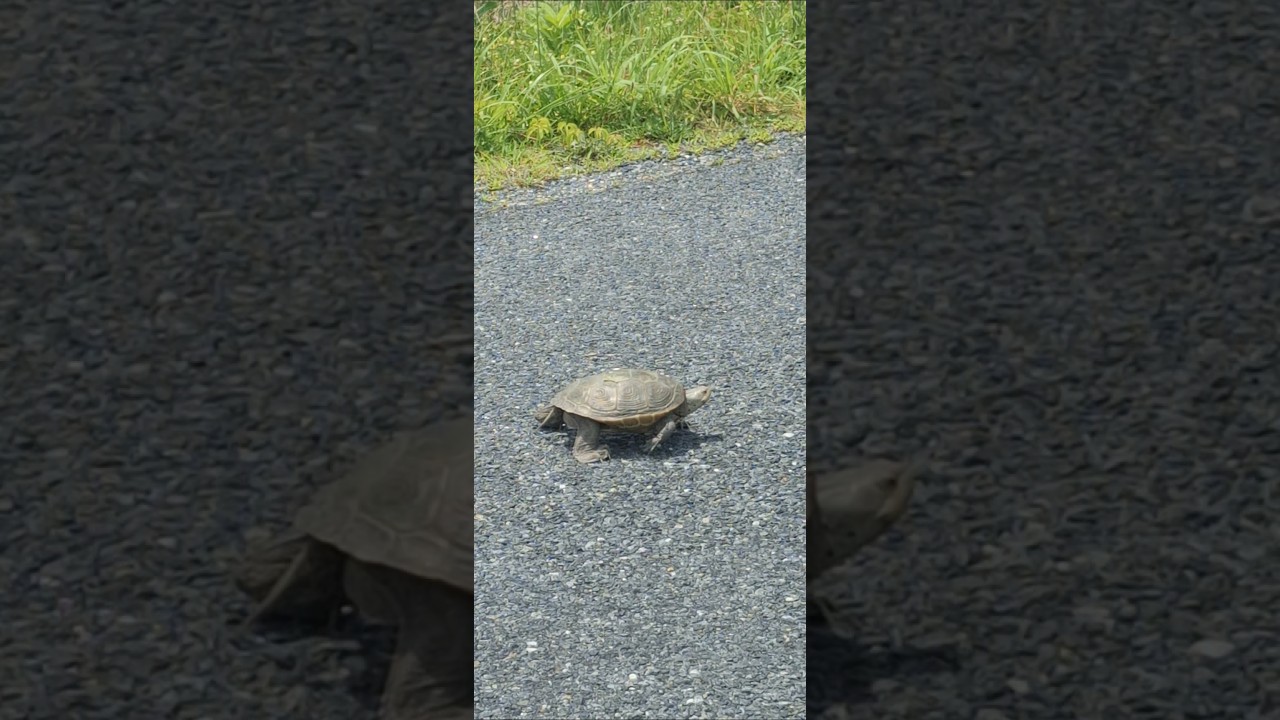 this turtle 🐢 is on the move look at it go - YouTube