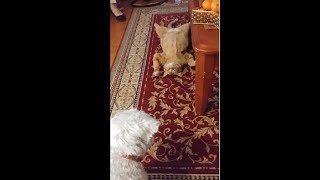 This Cat Looks Like She Just Gave Up On Life