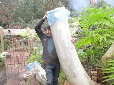 Eucalyptus stumps will regrow