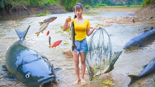 Harvesting A Lot Of Big Fish Goes To Market Sell - Take care my farm | Phuong Daily Harvesting