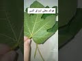فوائد أوراق التين الماء معلومة هل تعلم ريلز فوائد وصفات طبيعية أوراق الثين التين