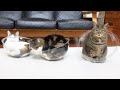 たくさんの透明ボウルとねこ。-Many clear bowls and Cats.-