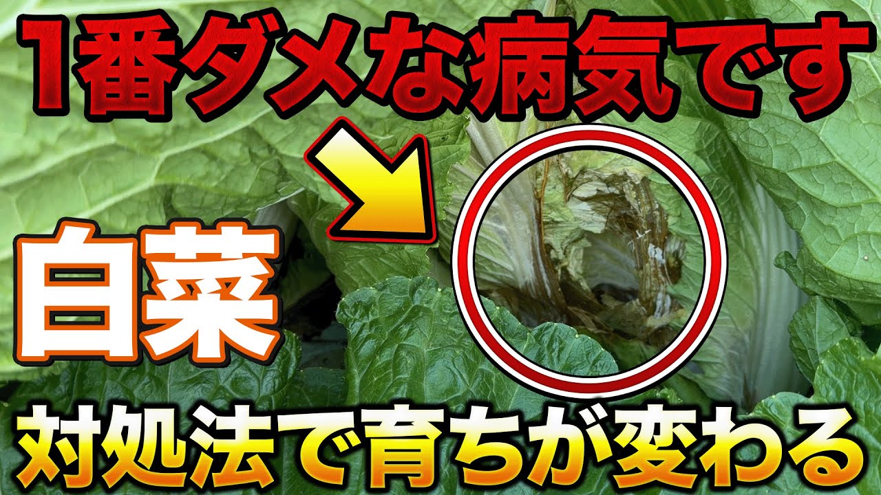Most Dangerous] If you grow Chinese cabbage and these three