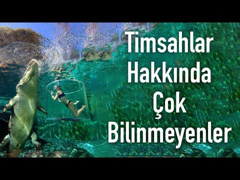 Timsahlar Hakkında Çok Bilinmeyen Sıradışı Bilgiler