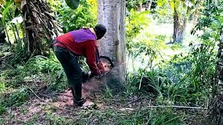 Menebang pohon sengon raksasa di pinggir jalan dekat dengan sekolahan