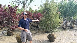 Lurvey Walk & Talk - Uncommon Shade Trees