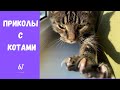 Смешные КОТЫ КОТИКИ КОТЯТА Приколы с животными #61