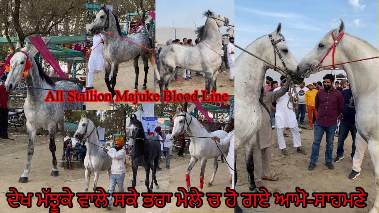 Dulla,Patwari,Jabarjang,khalli badhshah,dilli tod All Majuke blood line Stallion 