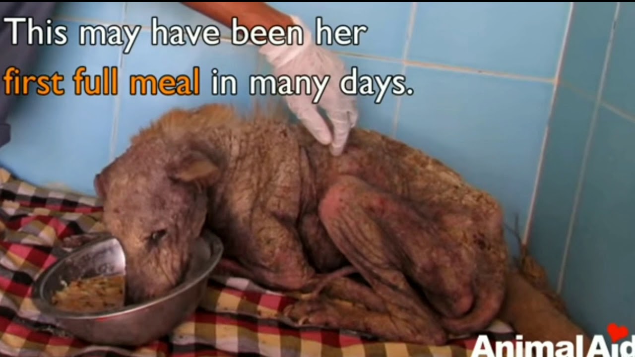 Her spirit was broken; incredible transformation of dying dog - YouTube
