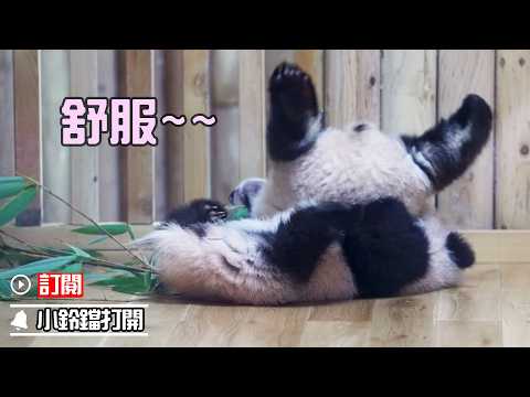 小熊友是熊寶最愛的“抱枕” | iPanda熊貓頻道《熊貓早晚安》