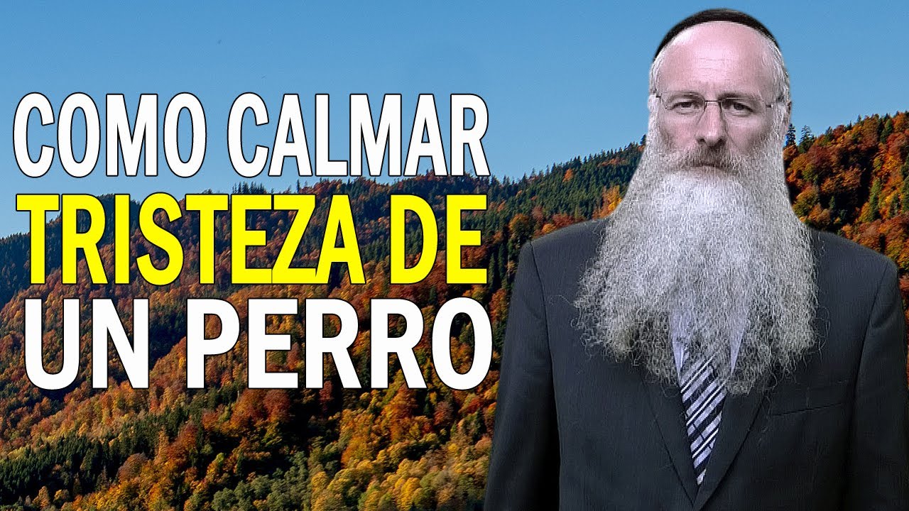 Como Calmar la Tristeza de un Perro YouTube