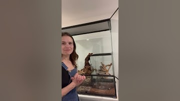 Pairing My GTBx Leachianus Geckos