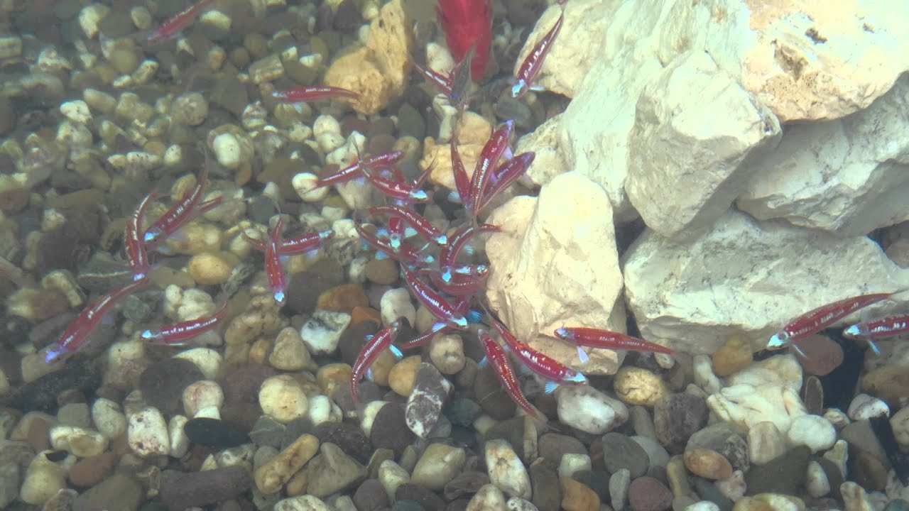 Notropis chrosomus in meinem Gartenteich