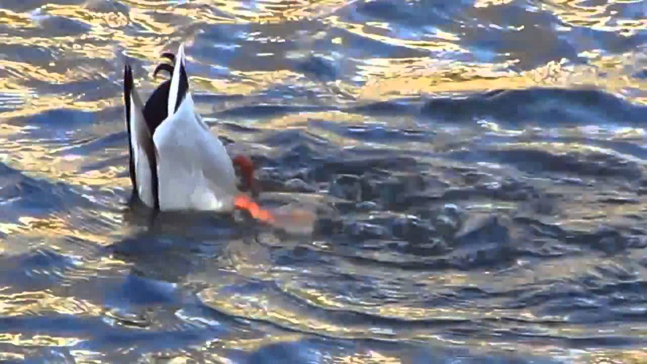 Duck feeding upside down in water