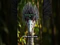 Cassowary: The Dinosaur Bird That Can Disembowel #WildLogic #Animals #Nature #Wildlife #NatureFacts