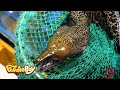 Amazing! How to cook Moray eel, Vietnamese Seafood