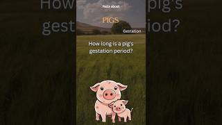 Pig Fact 14 - How long is a pig's gestation period
