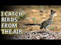 Roadrunner facts: "Meep meep" more like "Coo coo" | Animal Fact Files