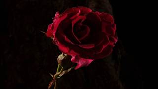 Red rose flower opening and dying time lapse screenshot 2