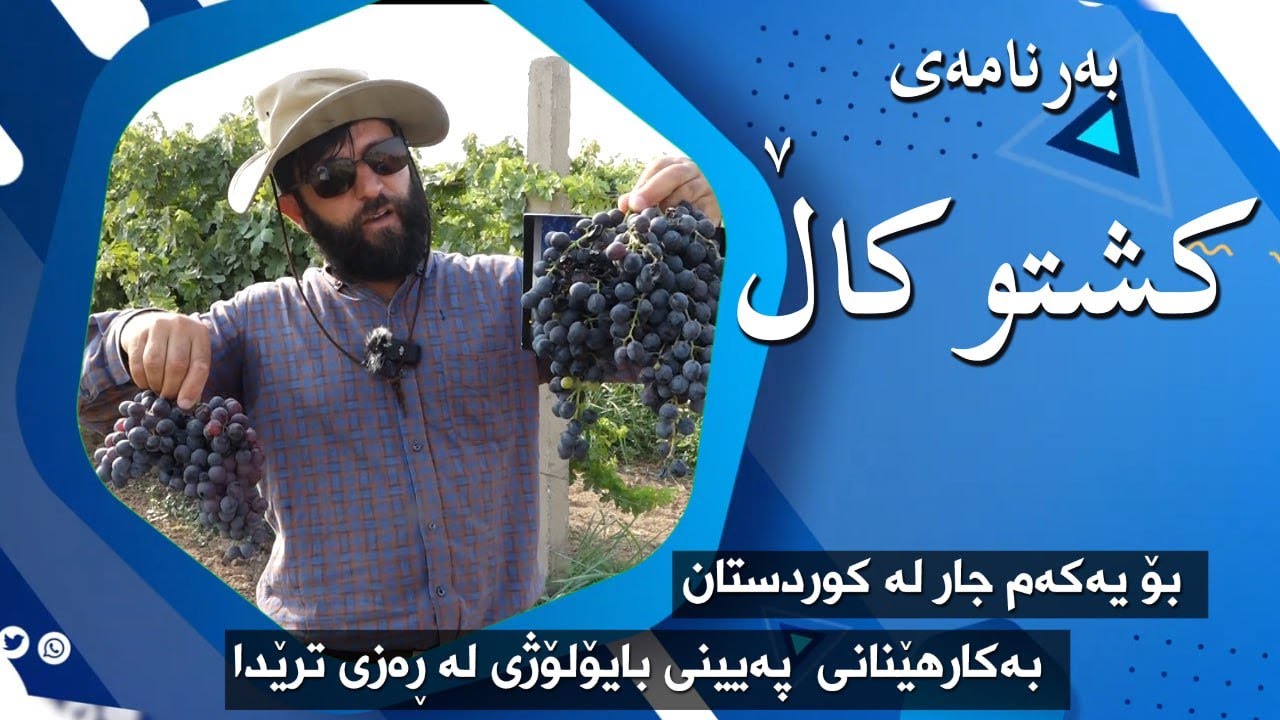 بەراوردکردنی چەند جۆرە پەینێکی بایۆلۆژی لەسەر ڕەزی ترێ