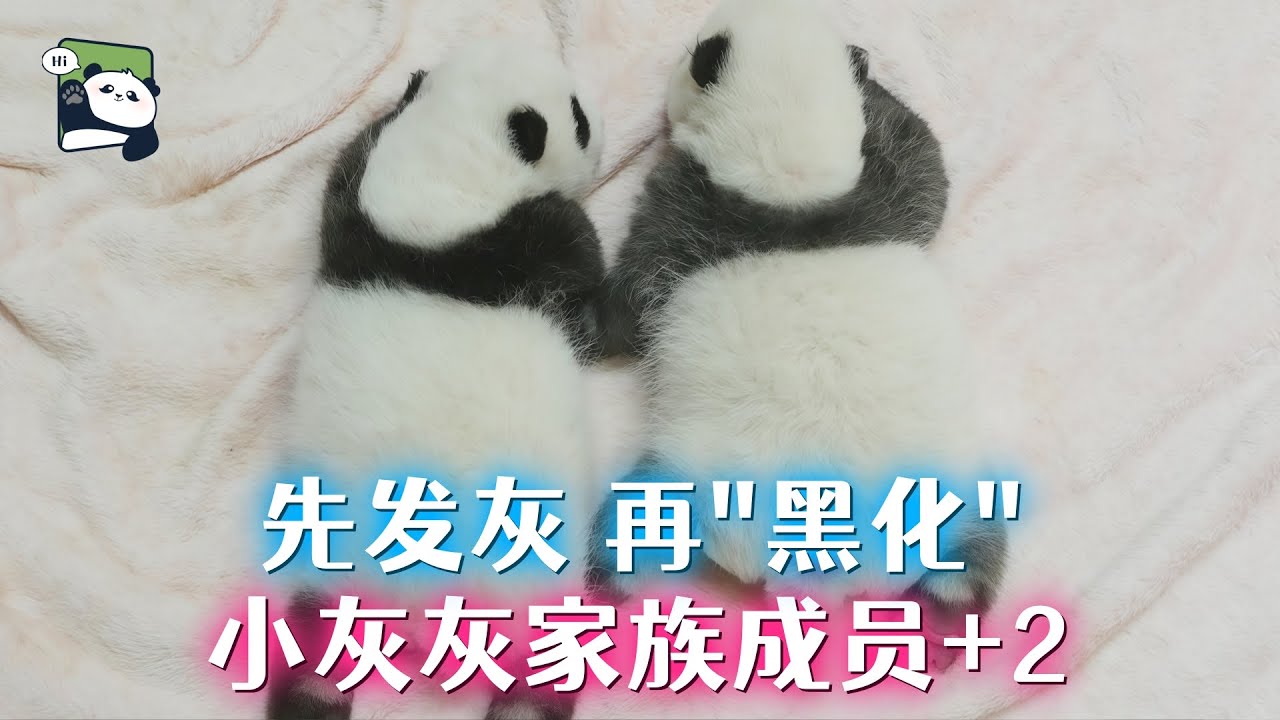 先发灰，再“黑化”，熊猫小灰灰家族成员又+2