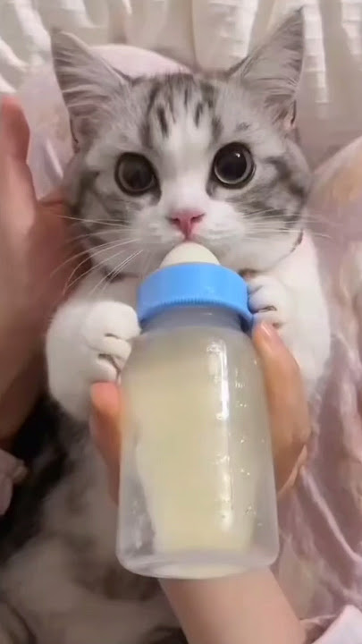 dudu pienge Ham to Dudu cat #cat video shorts# viral #cute #funny #catlover