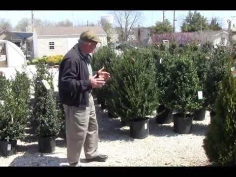 Video: Vždyzelené stromy zóny 6: Najlepšie vždyzelené stromy pre záhrady zóny 6