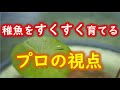 【2021最新メダカ飼育情報】生まれてからが難しい、稚魚の育成をプロがアドバイス