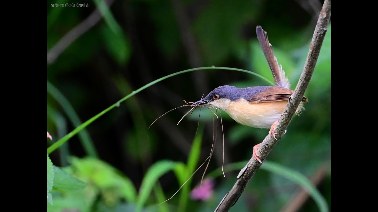 Ashy Prinia Nest making