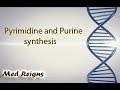 Pyrimidine and Purine synthesis