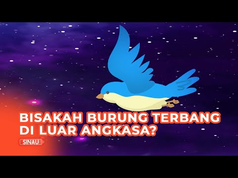 Video: Adakah burung perlu mengepakkan sayapnya untuk terbang?