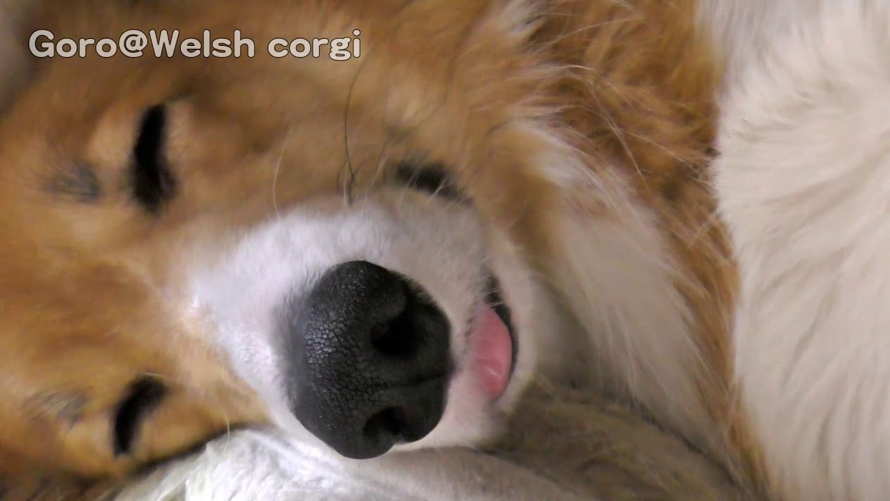 Roku Sleep 舌を出たまま寝るロクさん Dog コーギー 犬 Youtube