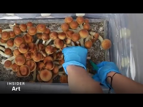 How Mushrooms Grow From Spore To Shroom Insider Art 