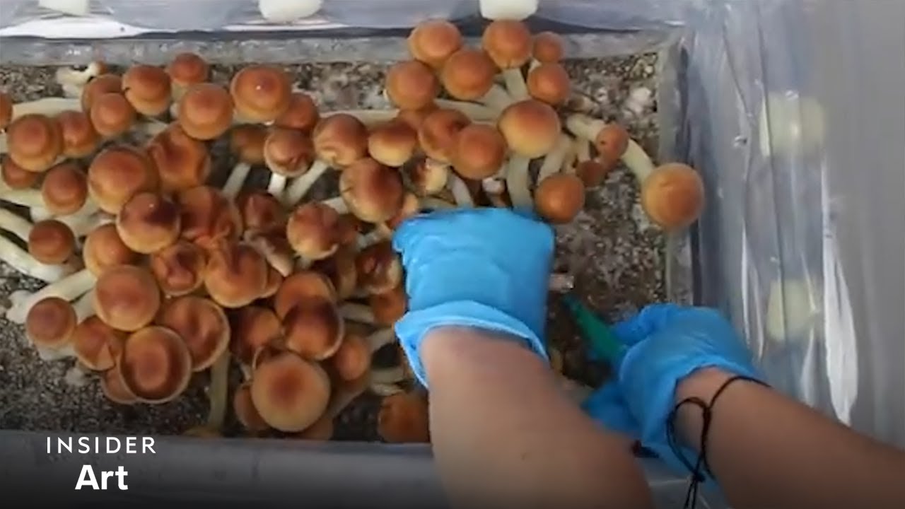 Nature's Marvel: Unveiling the Journey from Spore to Shroom - How Mushrooms Grow! 🍄🌱