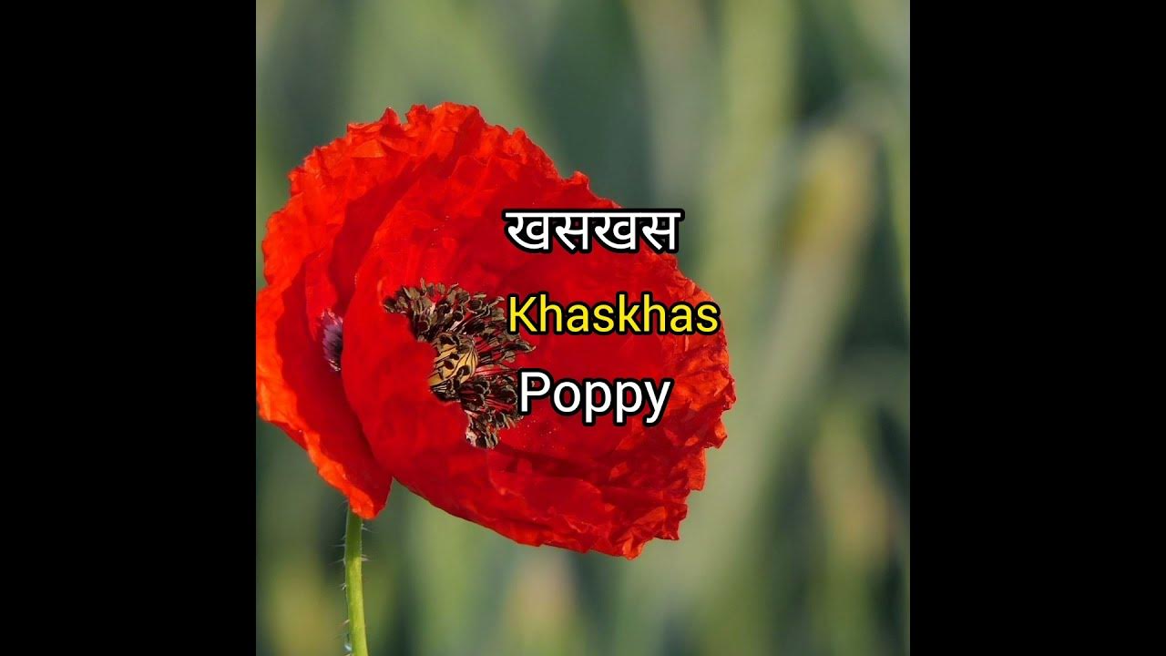 Poppy Meaning In Hindi With Picture Poppy Matlab Kya Hai Khaskhas poppy-meaning-in-hindi-with-picture-poppy-matlab-kya-hai-khaskhas