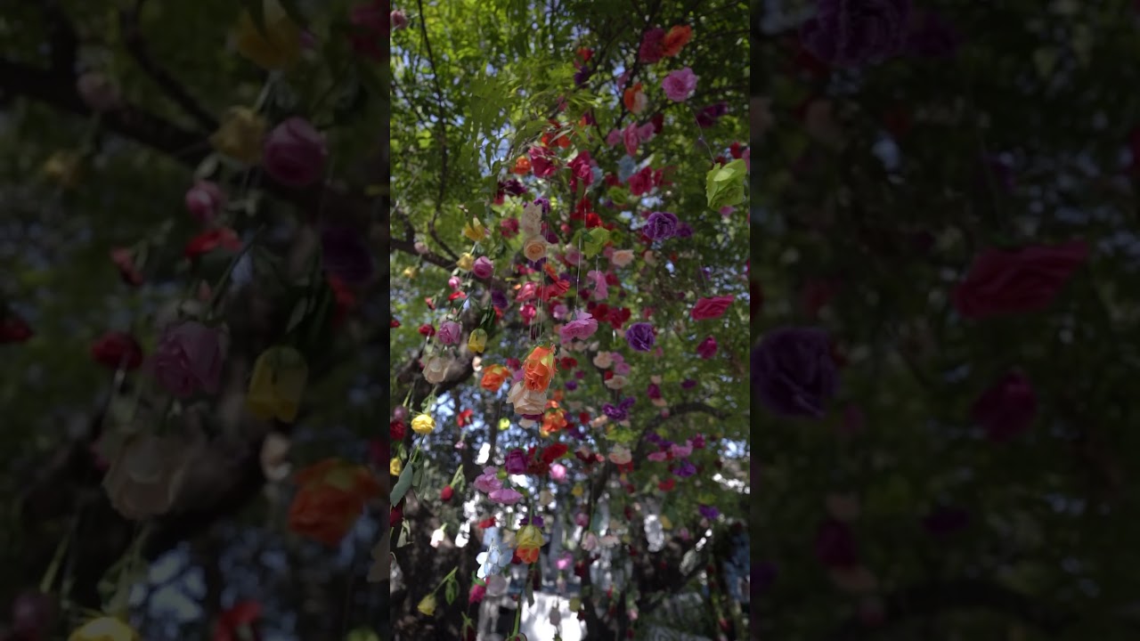 Pause for a while and embrace the beauty of flowers!