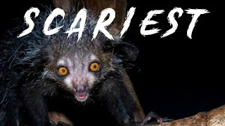 The SCARIEST Monkey Alive!