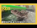 Understanding Animal Behavior and Care