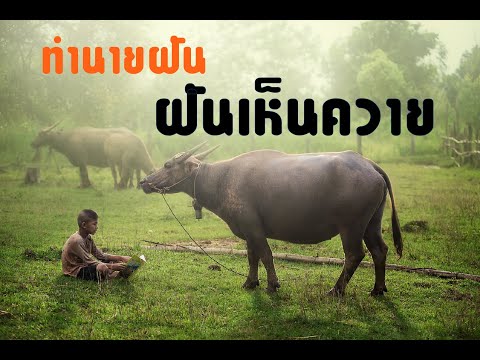 ทำนายฝัน ฝันเห็นควาย