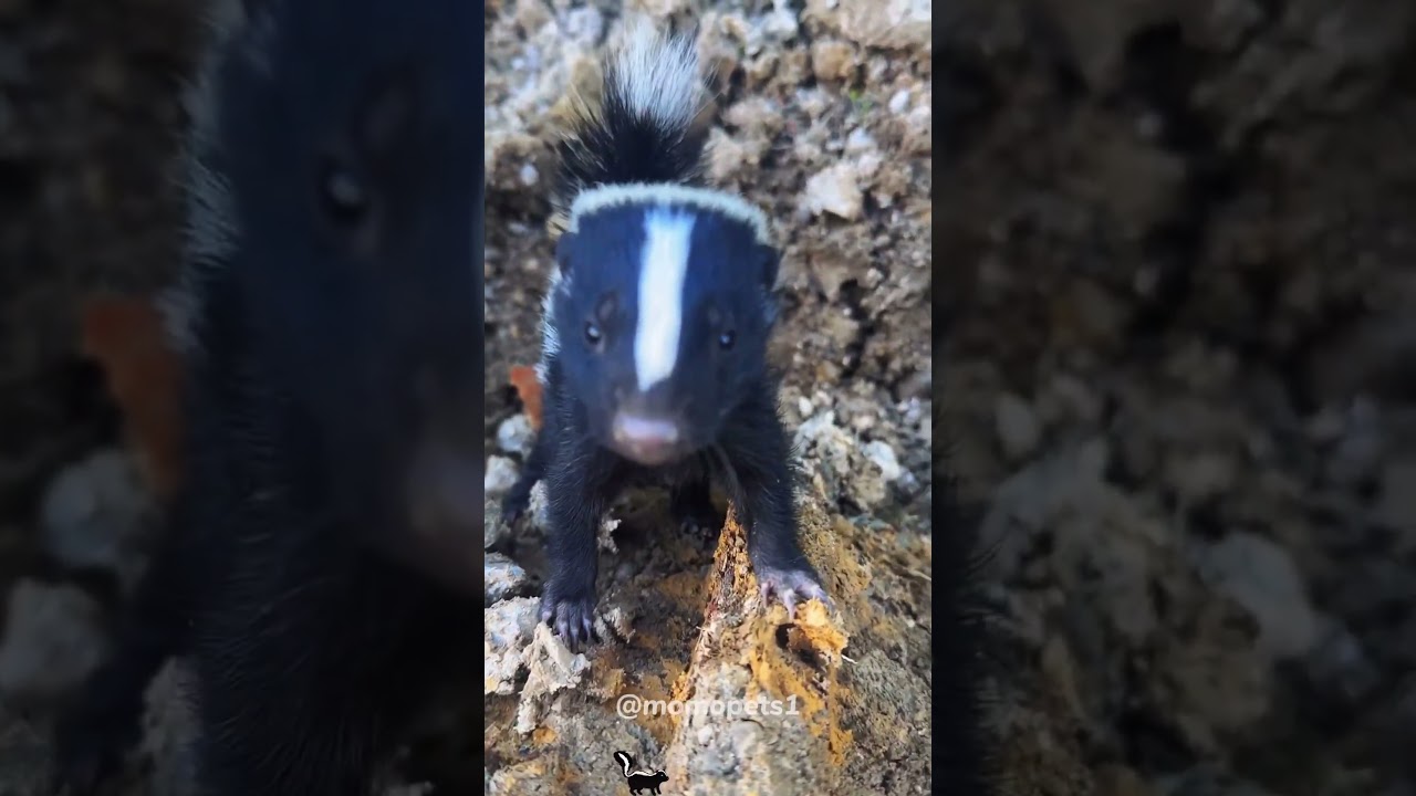 Самый милый малыш скунс!##skunk #skunksoftiktok