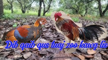 ต่อไก่ป่า Mus dib qaib qus ntawm ntug zo xwb kuj tuaj zoo kawg thiab nawb