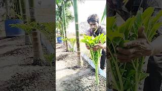 আইল কৃষি প্ল্যান। #কৃষি #asitagro #shorts