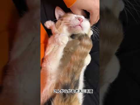 甘え中に膝上でこんがらがるオス三毛猫 #cat #猫 #オス三毛猫 #shorts
